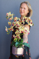 Nerita Vilesta, gumowy storczyk w szklanym naczyniu, wys.55cm