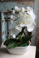 Orlanda, kremowy storczyk w ażurowej donicy, wys.52cm