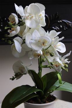 White Ledireta, storczyk w ceramicznym pucharze, wys.46cm
