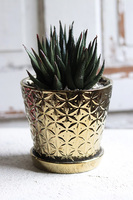 kompozycja sukulenty w złotej doniczce, Suculento, wys.21cm 