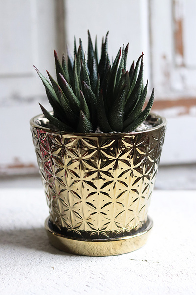 kompozycja sukulenty w złotej doniczce, Suculento, wys.21cm 