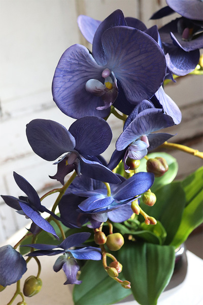 Blue Moonlight, niebieski storczyk w lustrzanej donicy, wys.62cm