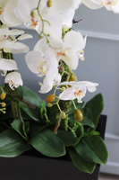 duży storczyk Marco Black Fiberglass, wys.110cm 