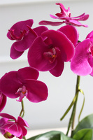 Polly Fuksja, sztuczny storczyk w białej donicy, wys.49cm