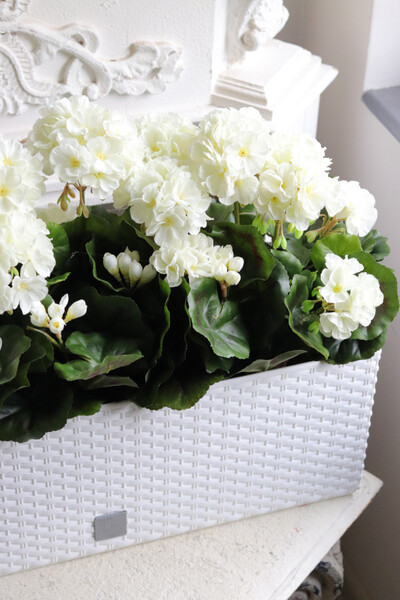 Summer Balcony, białe pelargonie w skrzynce balkonowej