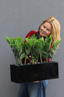 Zamiokulkas Czerń, kwiat doniczkowy w osłonce