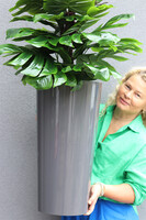 Monstera Mediolan Grey, drzewko sztuczne w donicy