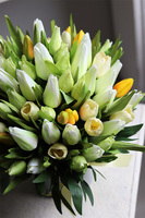 Tulipinia, wiosenna kompozycja kwiatowa