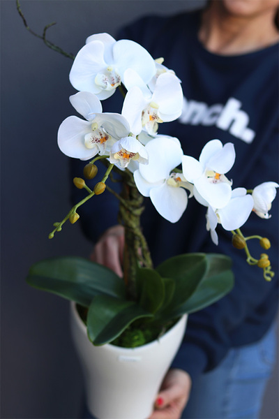 storczyk Mallona 2 w ceramicznej doniczce