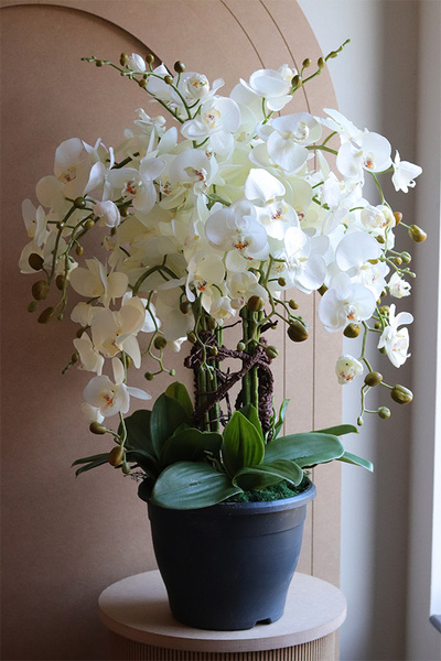 Saute Orchid, storczyk do Twojej donicy