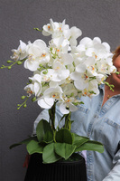 Bond, storczyk w sznurkowej doniczce