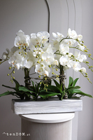 Natural Saute, storczyk w stretchu do obsadzenia