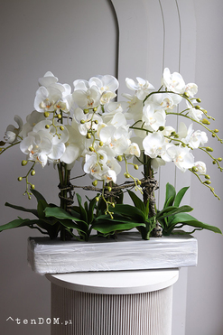 Natural Saute, storczyk w stretchu do obsadzenia, wys.58cm