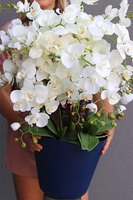 Niebieska Flotylla, elegancki sztuczny storczyk