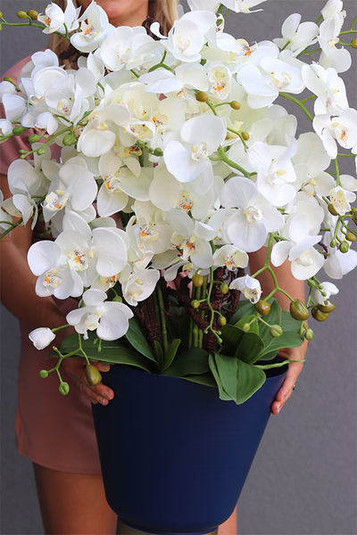 Niebieska Flotylla, elegancki sztuczny storczyk