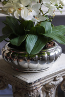 Carrington Silver, elegancki sztuczny storczyk, wys.52cm