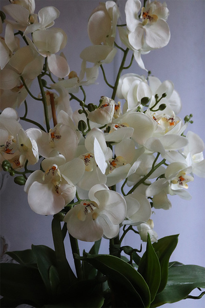 Dalmacja Pompadour Silver, bogaty storczyk w srebrnej misie