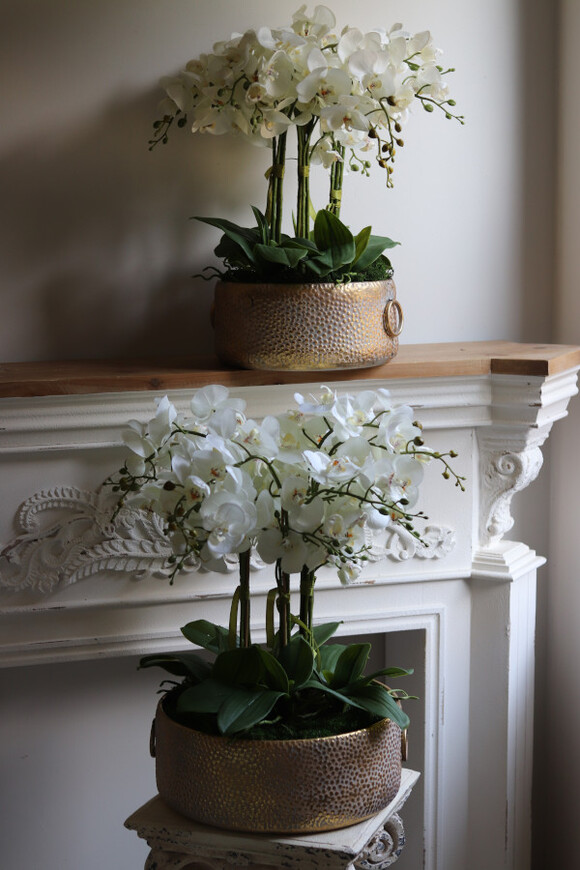 efektowny storczyk w metalowej misie, Ferrata Gold 2 Big