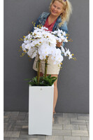 Grande Fiberglass Novelty White, storczyk w białej donicy