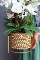 Goldenario, biały storczyk w złotej donicy