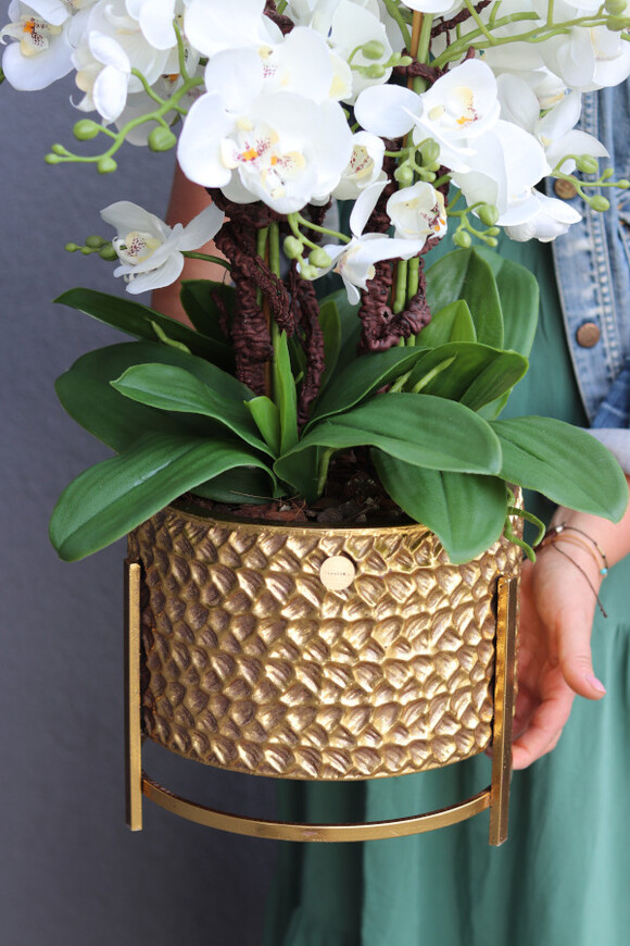 Goldenario, biały storczyk w złotej donicy