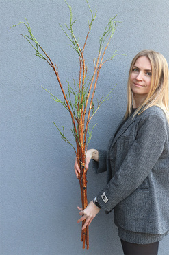 Wiosennie, bukiet gałązek do wazonu, dł.120cm