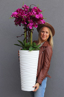 Gizelle Fuksja, wysoki sztuczny storczyk w białej donicy