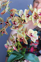 Nerita Vilesta, gumowy storczyk w szklanym naczyniu, wys.55cm