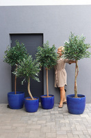 Oliwka Ares Blue, sztuczne drzewko w kobaltowej donicy