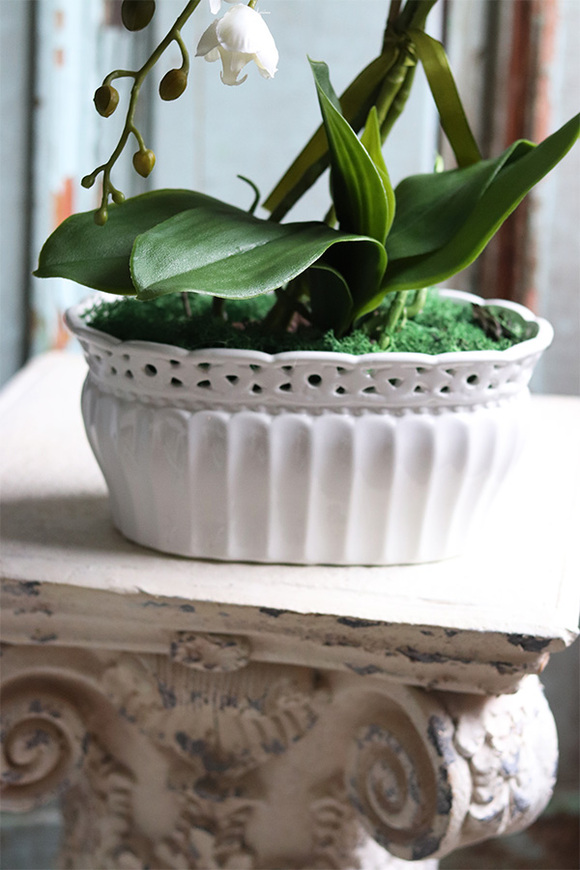 Orlanda, kremowy storczyk w ażurowej donicy, wys.52cm