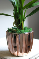 Cherry Thailand, różowy storczyk glamour