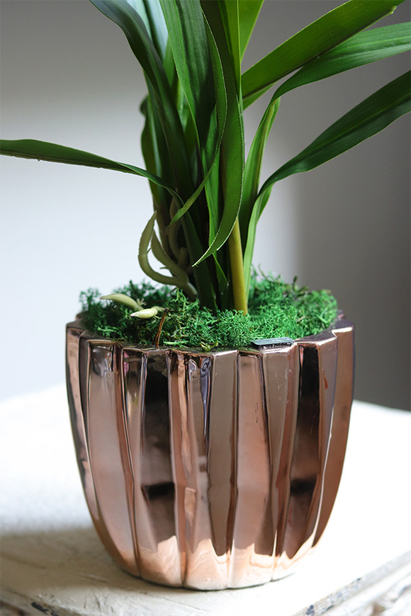 Cherry Thailand, różowy storczyk glamour