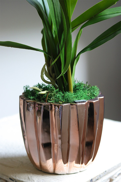 Cherry Thailand, różowy storczyk glamour