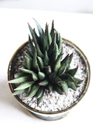 kompozycja sukulenty w złotej doniczce, Suculento, wys.21cm 