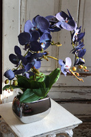 Blue Moonlight, niebieski storczyk w lustrzanej donicy, wys.62cm