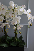 duży storczyk Marco Black Fiberglass, wys.110cm 