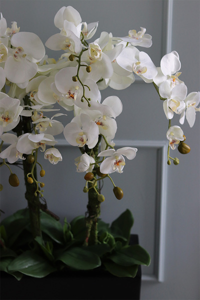 duży storczyk Marco Black Fiberglass, wys.110cm