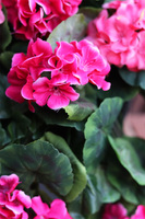 Pelargonia Basic, kwiaty w wiszącej donicy