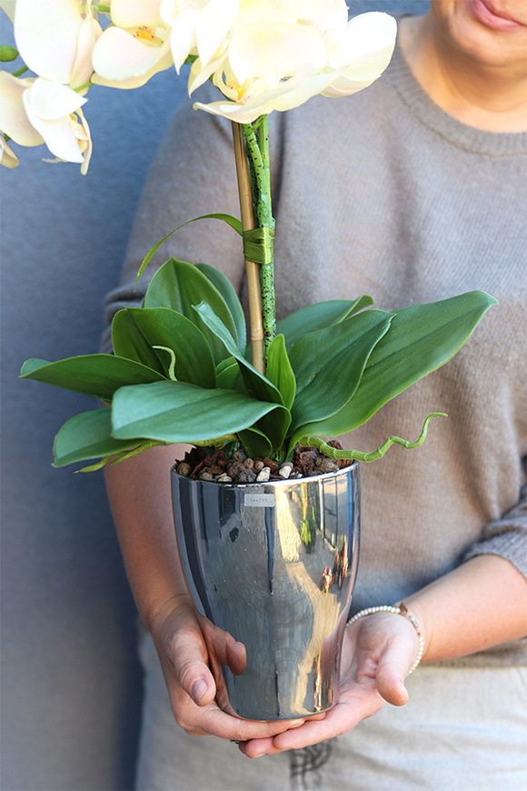 Fellice Tredde, gumowy storczyk w lustrzanej donicy