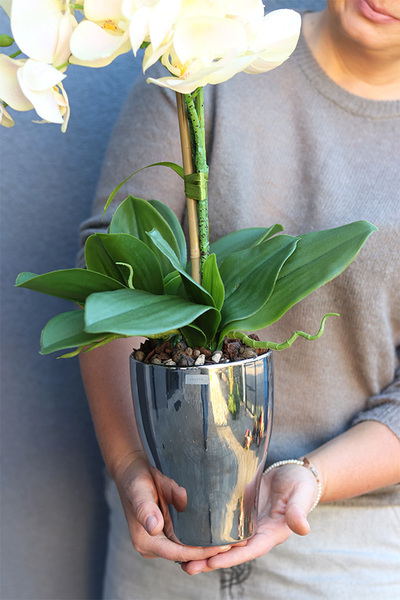 Fellice Tredde, gumowy storczyk w lustrzanej donicy