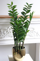 Zamiokulkas Gold, sztuczna roślina w doniczce