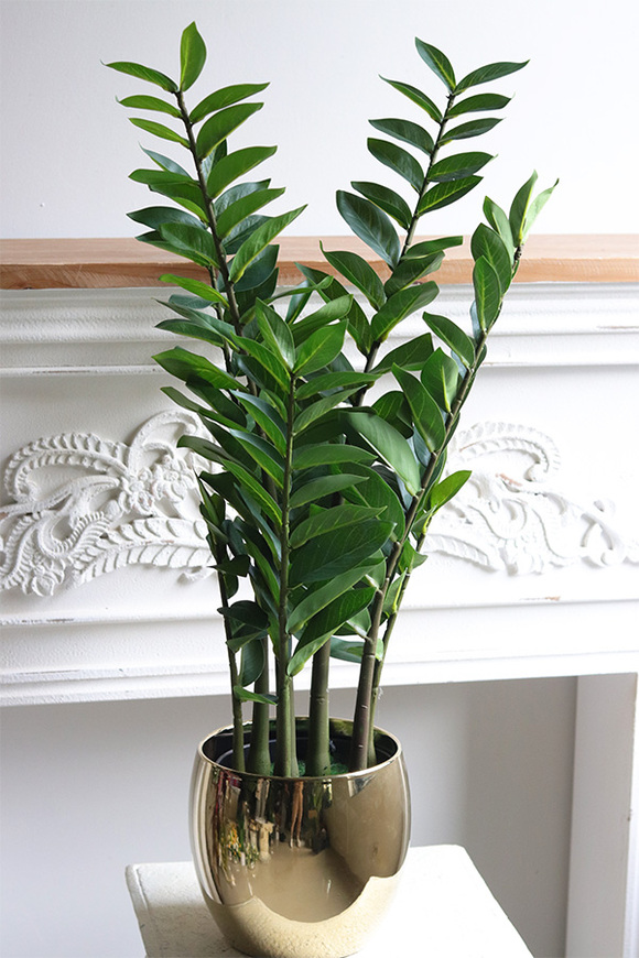 Zamiokulkas Gold, sztuczna roślina w doniczce