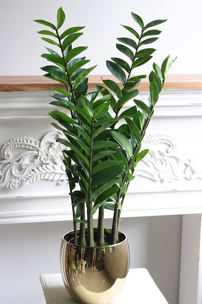 Zamiokulkas Gold, sztuczna roślina w doniczce