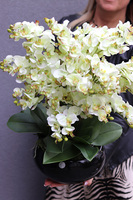 Pistacjowy, wysokiej jakości barwny sztuczny storczyk, wym.50cm