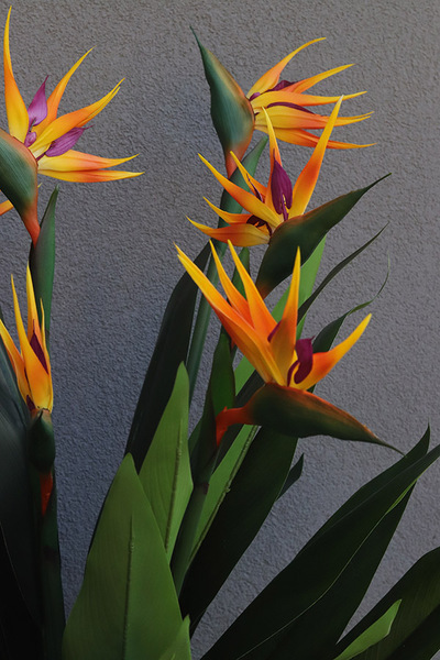 Strelicja Crayola, egzotyczna kompozycja w donicy fiberglass