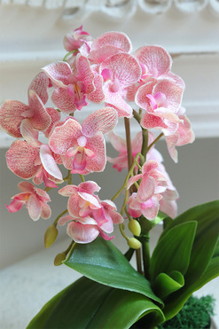 Mini Piano Silver Pink, sztuczny storczyk w lustrzanej donicy, wys.32cm