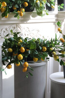 Sicilia Lemon, kompozycja w długiej donicy