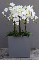 duży storczyk w donicy fiberglass, Marco Grande Grey, wys.120cm