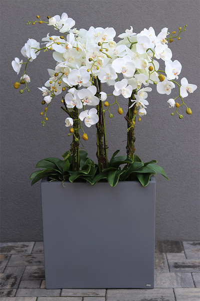 duży storczyk w donicy fiberglass, Marco Grande Grey, wys.120cm