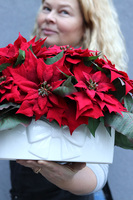 Gwiazda Betlejemska Kokarda 2, wysokiej jakości sztuczna roślina